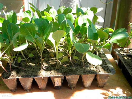 Выращивание капустной рассады