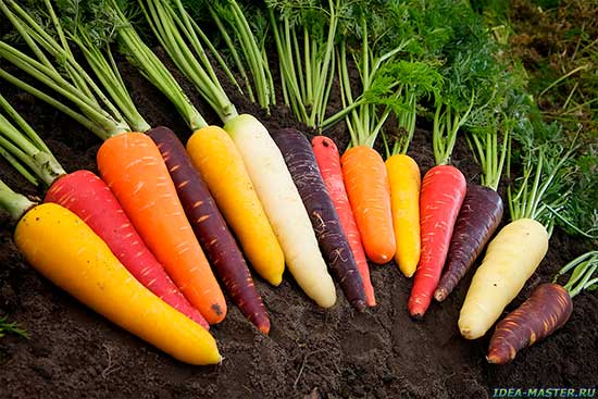 Виды и сорта моркови
