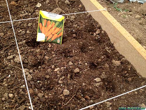 Как правильно выращивать морковь в открытом грунте