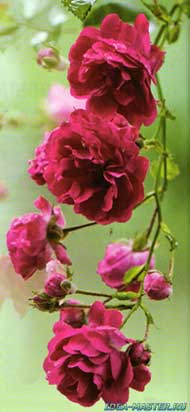 Розы: разновидности и сорта, выбор, посадка и обрезка, вредители и болезни роз
