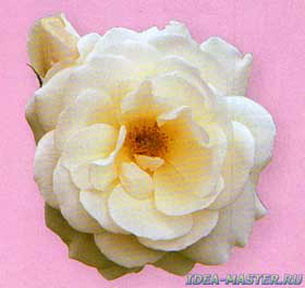 Роза флорибунда