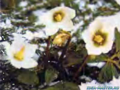 Морозник белый (Helleborus niger)