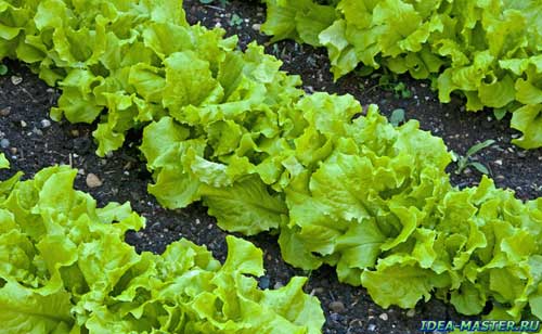 Как вырастить салат в парнике