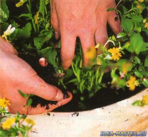 Выращивание растений в горшках