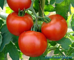 Технология выращивания томатов (помидоров) в мешках