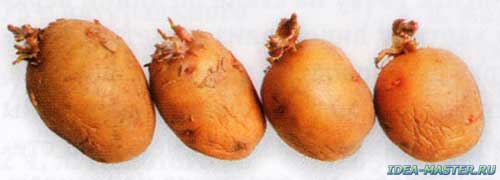Способы выращивания картофеля. Как вырастить картофель в бочке