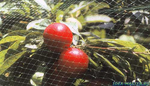 Защита фруктовых деревьев и ягодных кустов от птиц